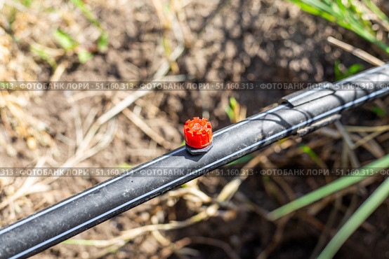 The Drip Irrigation Nozzle is installed on a black irrigation pipe, providing targeted watering for the garden. Стоковое фото, фотограф Коханова Наталья / Фотобанк Лори