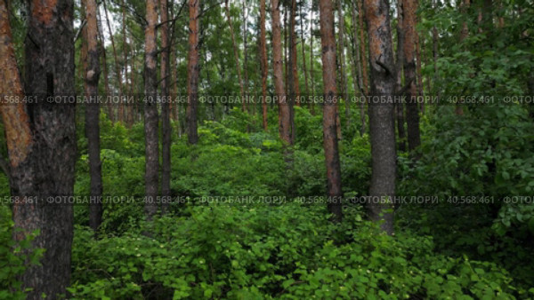 The drone's camera flies in the park along the trunks of pine trees over bushes in a pine forest. Aerial photography from a drone. Natural relaxation. Стоковое видео, видеограф Ярославский Максим / Фотобанк Лори