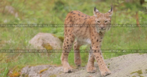 The Eurasian lynx (Lynx lynx) in the forest. Стоковое видео, видеограф Андрей Армягов / Фотобанк Лори