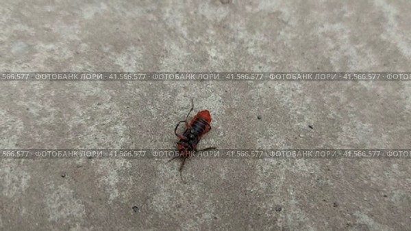 The fireman beetle lies on its back, moves its legs and cannot turn over. insect. Стоковое видео, видеограф Ирина Самойлова / Фотобанк Лори