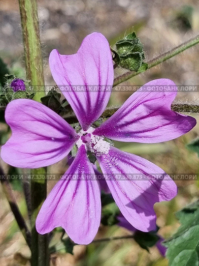 The flower of the mallow (Mallow woodland) is a wild plant from the mallow family. The flower has five petals of a soft purple hue with dark purple veins, which create a sense of depth and texture. In the center are anthers with pollen, some of which has already fallen off. The petals are slightly velvety, and the flower itself looks directly into the lens, which gives the photo a sense of closeness to nature. In the background are soft greenery and blurred earth, which do not distract attention from the main character. Стоковое фото, фотограф Анна Кривицкая / Фотобанк Лори