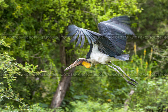 The greater adjutant (Leptoptilos dubius) a member of the stork family, Ciconiidae. Yala National park, Sri Lanka. Стоковое фото, агентство BE&W Photo / Фотобанк Лори
