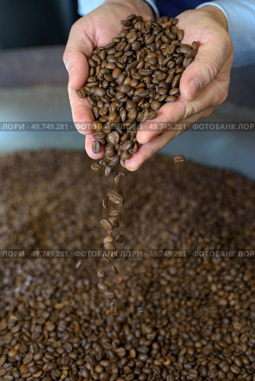 the hands scooping coffee grains. Стоковое фото, агентство Ingram Publishing / Фотобанк Лори