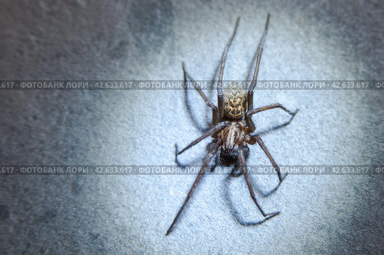 The house spider Tegenaria domestica is a species of spider from the funnel web family (Agelenidae), a close relative of the American house spider Tegenaria agrestis. Стоковое фото, фотограф Evgenii Predibailo / Фотобанк Лори