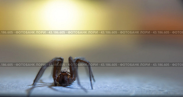 The house spider Tegenaria domestica is a species of spider from the funnel web family (Agelenidae), a close relative of the American house spider Tegenaria agrestis. Стоковое фото, фотограф Evgenii Predibailo / Фотобанк Лори