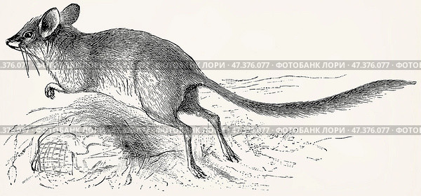 The kultarr (Antechinomys laniger). Antique stylized illustration. Стоковое фото, фотограф Sergey Kohl / Фотобанк Лори