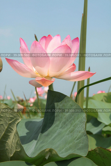 The lotus flower. Valley of lotuses. Akhtanizovsky estuary. Krasnodarskiy kray. Стоковое фото, фотограф Photojuli / Фотобанк Лори