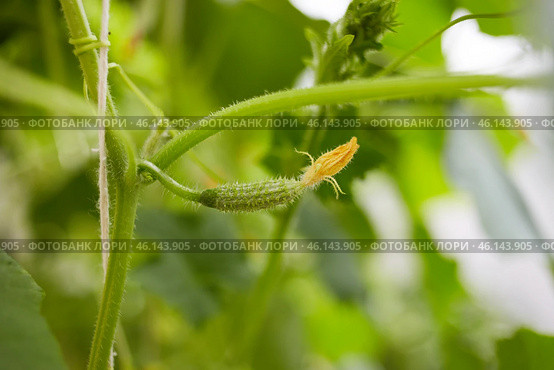 The ovary of a small cucumber grows in a greenhouse. Стоковое фото, фотограф Виктория Тельминова / Фотобанк Лори
