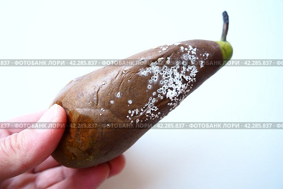 The pear became moldy. A mold or mould. The dust-like, colored appearance of molds is due to the formation of spores containing fungal secondary metabolites. Perishable food products. White background. Стоковое фото, фотограф Юлия Петровская / Фотобанк Лори