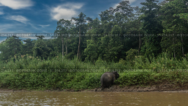 The pygmy elephant gets out of the river. The animal climbs onto a clay bank. View from the back. Thickets of tall green grass on the shore. Rain forest trees against a blue sky, clouds. Malaysia. Стоковое фото, фотограф Вера Ивановна Кубарева / Фотобанк Лори