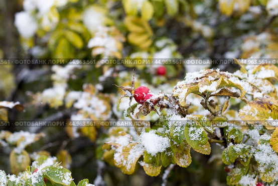 The red fruit of the wild rose or rosehip or dogrose and the first snow. Стоковое фото, фотограф Татьяна Васильева / Фотобанк Лори