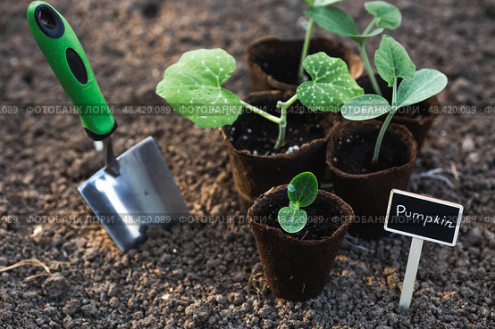 The shoulder blade and pumpkin seedlings are planted in the ground. The concept of spring planting of vegetables and farming. A sign with the inscription pumpkin. Стоковое фото, фотограф Photojuli / Фотобанк Лори