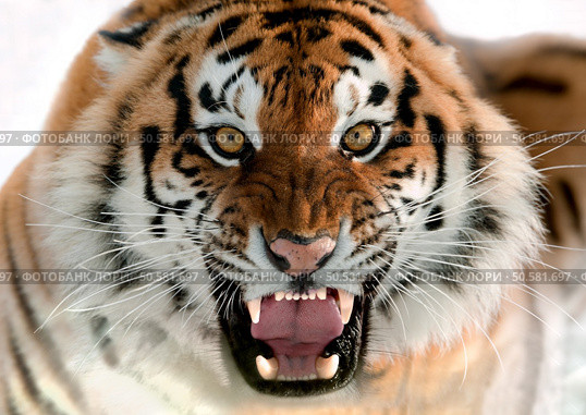 The Siberian tiger (Panthera tigris altaica) close up portrait. Isolated on white. Стоковое фото, агентство Ingram Publishing / Фотобанк Лори