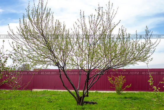 the silver goof tree unfolds its first green leaves in the garden on a spring day. Decorative plants in the garden. Стоковое фото, фотограф Коханова Наталья / Фотобанк Лори