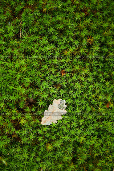 The texture of green moss and yellow autumn oak leaf on top. The concept of the onset of autumn. Стоковое фото, фотограф Наталия Кирсанова / Фотобанк Лори