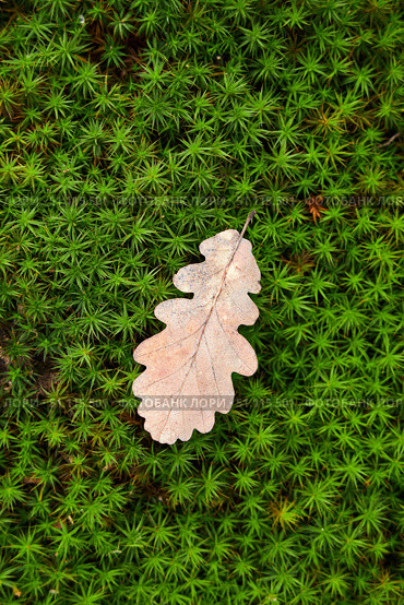 The texture of green moss and yellow autumn oak leaf on top. The concept of the onset of autumn. Стоковое фото, фотограф Наталия Кирсанова / Фотобанк Лори