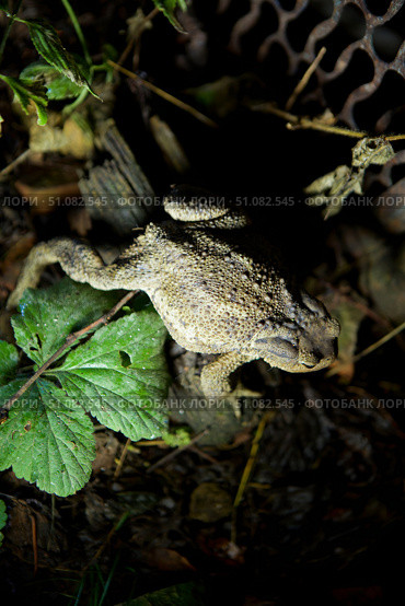 The toad is sitting in the grass. The study of amphibian animals. Fauna and zoology. Стоковое фото, фотограф Наталия Кирсанова / Фотобанк Лори