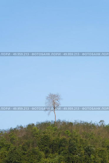 the tropical plants and flower. Стоковое фото, агентство Ingram Publishing / Фотобанк Лори