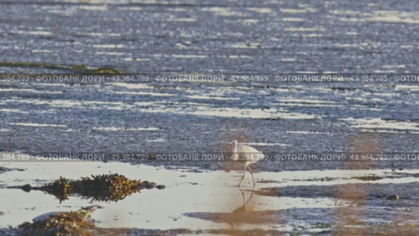 The white heron - bird is standing on a wet surface near the water. Стоковое видео, видеограф Константин Шишкин / Фотобанк Лори