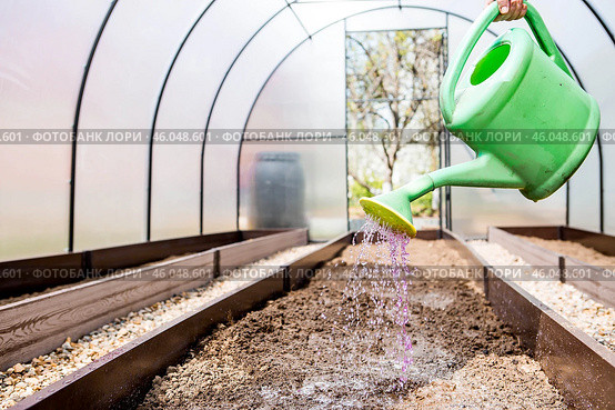 There is a watering can in the hands of an elderly woman. The farmer waters the garden with solutions of potassium permanganate against diseases and pests before planting seedlings in the ground. Стоковое фото, фотограф Photojuli / Фотобанк Лори