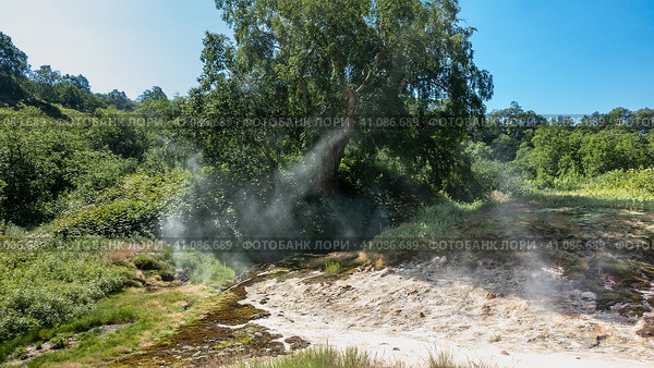 There is lush green vegetation in the Valley of Geysers. Sulphurous deposits on the soil are visible. The sun's rays pass through the steam from the hot springs. Kamchatka. Стоковое фото, фотограф Вера Ивановна Кубарева / Фотобанк Лори