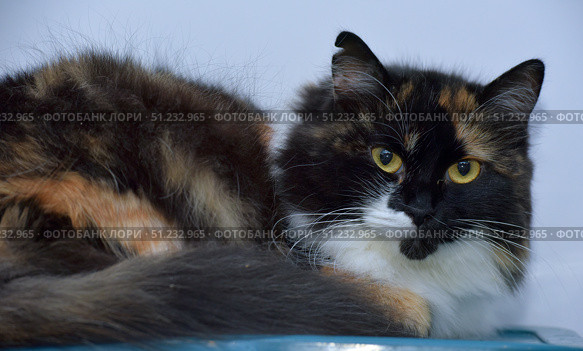 This close-up of a calico cat with thick, long fur is a classic tortoiseshell combination of black, red and white, creating a striking and expressive pattern. The cat is lying slightly curled up, looking intently straight into the camera with her bright yellow eyes. Her face features a black mask with white and red spots, highlighting her unique appearance. The fur looks fluffy and soft, with warm tones, giving the image a cozy, warm feel. The background is neutral, allowing the focus to be on the beauty of the cat. This photo is perfect for topics about pets, pet care, and the character and personality of cats. Стоковое фото, фотограф Анна Кривицкая / Фотобанк Лори