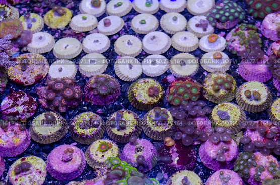 This is a branching torch coral, Euphyllia glabrescens. Стоковое фото, агентство Ingram Publishing / Фотобанк Лори