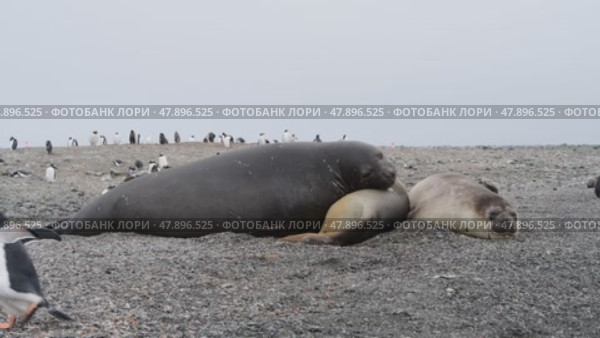three Elephant seals resting in Antarctica. Стоковое видео, видеограф Vladimir / Фотобанк Лори