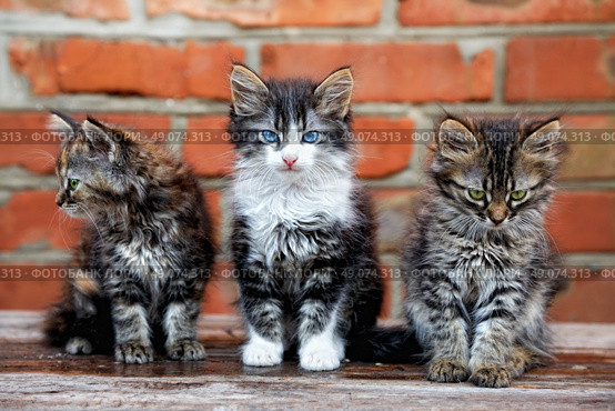 three kittens. Стоковое фото, агентство Ingram Publishing / Фотобанк Лори