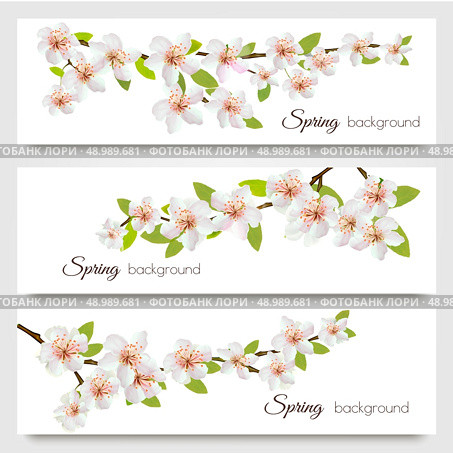 Three sakura branches banners. Vector. Стоковая иллюстрация, агентство Ingram Publishing / Фотобанк Лори