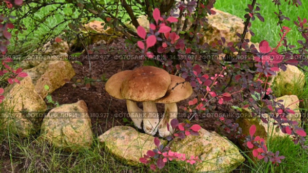 Three white mushrooms under a barberry Bush. Natural still life. Стоковое видео, видеограф Владимир Литвинов / Фотобанк Лори
