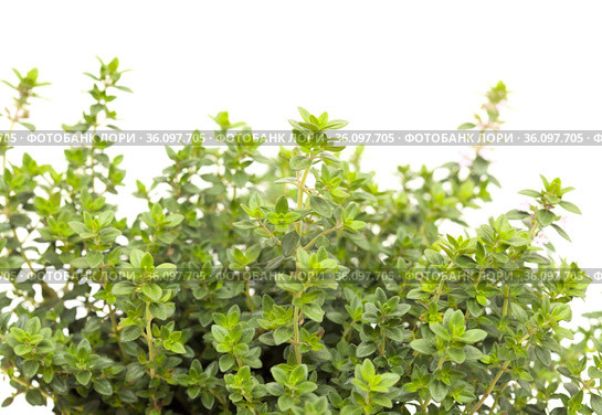 Thymus citriodorus AKA lemon thyme, isolated on white background. Стоковое фото, фотограф Tamara Kulikova / Фотобанк Лори