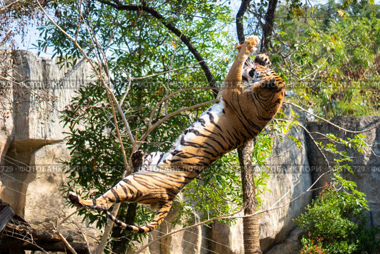 tiger wildlife mammal predator, wild carnivore animal, bengal tiger showing in zoo. Стоковое фото, агентство Ingram Publishing / Фотобанк Лори
