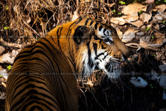 tiger wildlife mammal predator, wild carnivore animal, bengal tiger showing in zoo. Стоковое фото, агентство Ingram Publishing / Фотобанк Лори