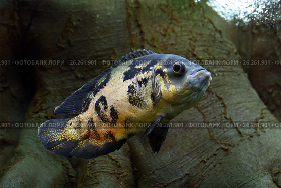 Тигровый астронотус, оскар (лат. Astronotus ocellatus) Стоковое фото, фотограф Григорий Писоцкий / Фотобанк Лори