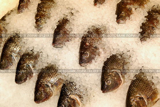 Tilapia on ice at a seafood market. VW Pics/Stocktrek Images/TASS. Стоковое фото, агентство ТАСС / Фотобанк Лори