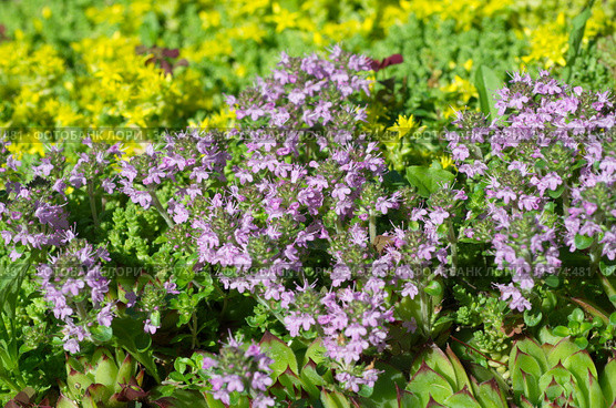 Тимьян ползучий, или чабрец ползучий (лат.Thymus serpyllum) цветет в саду. Стоковое фото, фотограф Елена Коромыслова / Фотобанк Лори