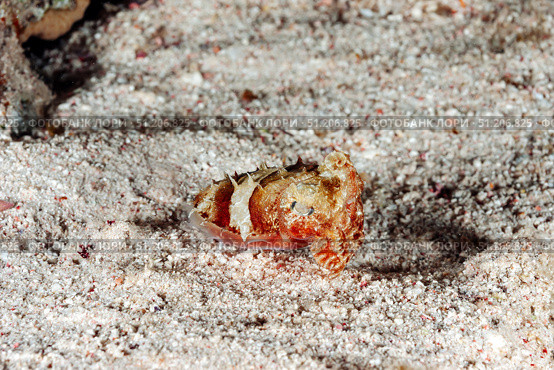 Tiny Predator Camouflaged on the Sandy Seabed of the Red Sea. Стоковое фото, фотограф Aleksandr Golubev / Фотобанк Лори