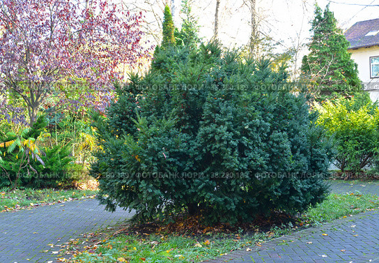 Тис ягодный (Taxus  baccata L.). Осень. Стоковое фото, фотограф Ирина Борсученко / Фотобанк Лори