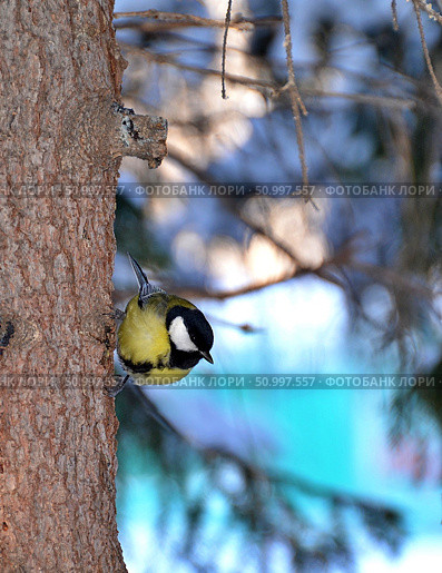 Tit bird looks for food on a pine tree. Стоковое фото, фотограф Александр Карпенко / Фотобанк Лори