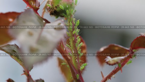 Тля на розе. Aphids on rose branch. Стоковое видео, видеограф Ольга Сейфутдинова / Фотобанк Лори