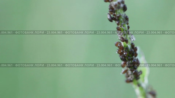Тля на стебле на природе. Стоковое видео, видеограф Потийко Сергей / Фотобанк Лори