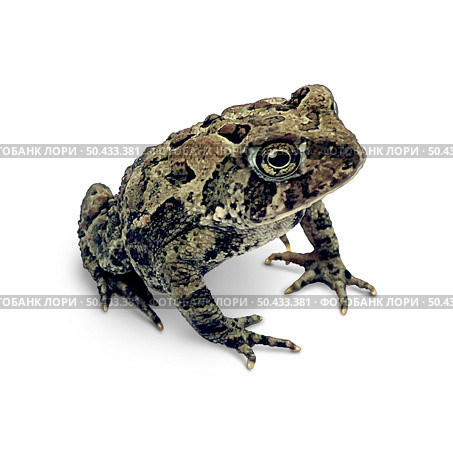Toad On a white background as an amphibian in a three quarter view. Стоковое фото, агентство Ingram Publishing / Фотобанк Лори