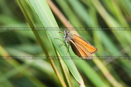 Толстоголовка лесная, толстоголовка Фавн (Ochlodes sylvanus, Ochlodes faunus) в траве. Стоковое фото, фотограф Алёшина Оксана / Фотобанк Лори