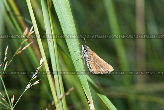 Толстоголовка тире (Thymelicus lineola) на траве. Стоковое фото, фотограф Алёшина Оксана / Фотобанк Лори