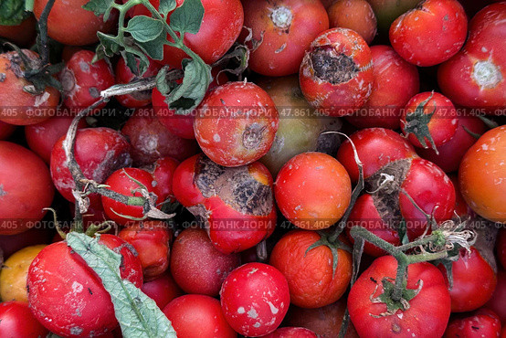 Tomatoes with patchy ripening, yellow spots, and poor development — symptoms of nutrient imbalance and mineral deficiency.  Tomatoes with Uneven Ripening and Deficiency. Стоковое фото, фотограф Башкирова Анна / Фотобанк Лори