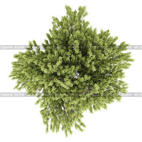 top view of common beech tree isolated on white background. 3d illustration. Стоковое фото, агентство Ingram Publishing / Фотобанк Лори