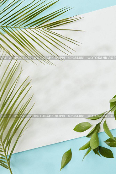 Top view of copy space covered by green palm leaf, green twig over blue background. White blank copy space for noting your ideas, emotions, etc.. Palm green leaves covering blank copy space. Стоковое фото, агентство Ingram Publishing / Фотобанк Лори