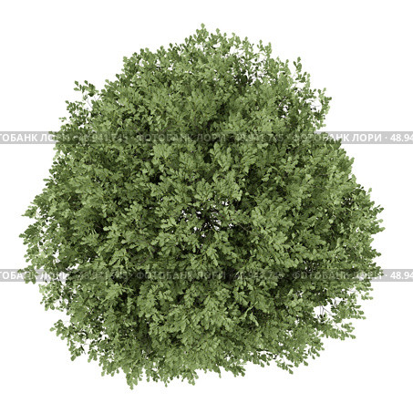 top view of english oak tree isolated on white background. Стоковое фото, агентство Ingram Publishing / Фотобанк Лори