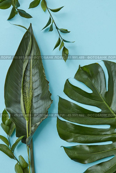 Top view of green leaves with twigs isolated on blue background. Green leaves of different sizes.. Green leaves isolated. Стоковое фото, агентство Ingram Publishing / Фотобанк Лори